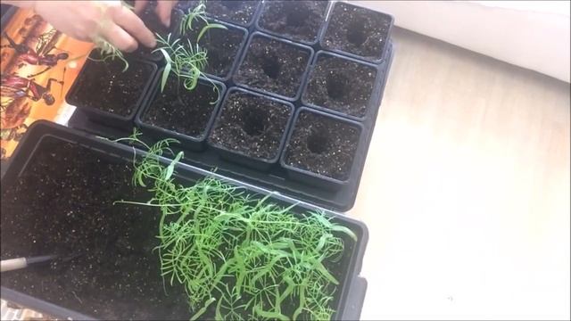 ИПОМЕЯ. Выращивание ипомеи от и до - посев, всходы, пикировка, посадка, вегетация по месяцам. смотреть онлайн