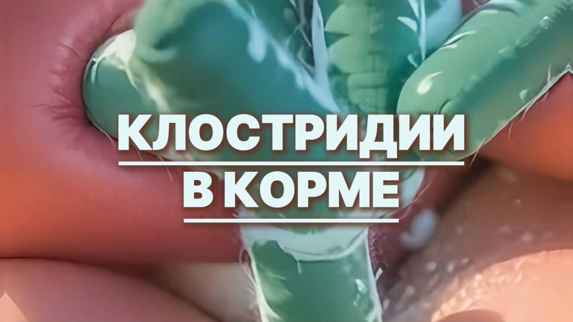 Клостридии в корме коров