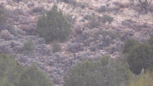 Arizona Kaibab Deer Hunt смотреть онлайн