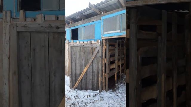 купил жерёбую кобылу смотреть онлайн
