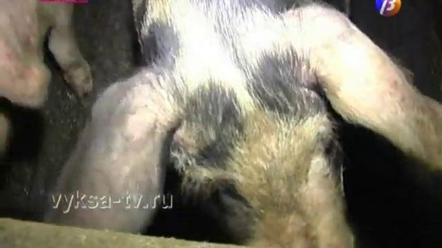 Выявлена очередная вспышка АЧС.