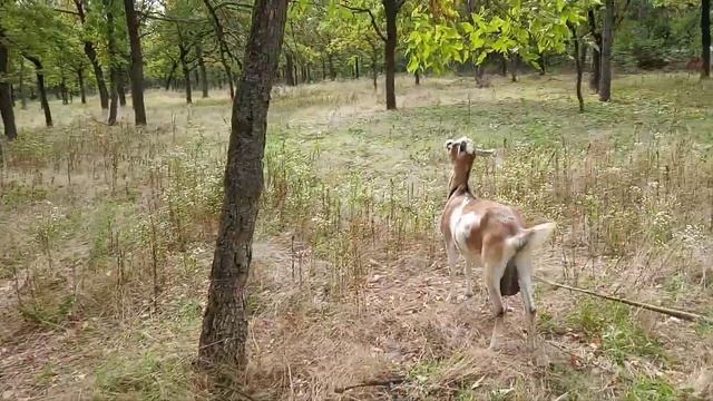 коза Соня ест листья ясеня смотреть онлайн