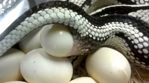 Королевская кобра откладывает яйца