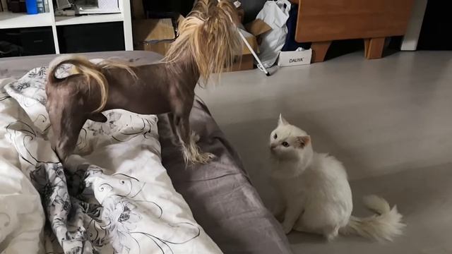 Собака ругается на кота смотреть онлайн