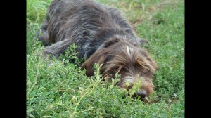 Натаска легавых собак. Серия 10 Когда охотиться с континентальными легавыми?