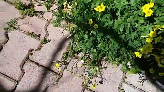 Обход двора 18.03.2020 года!Пришла весна и все в цветах !Всем всех благ и все будет хорошо смотреть онлайн