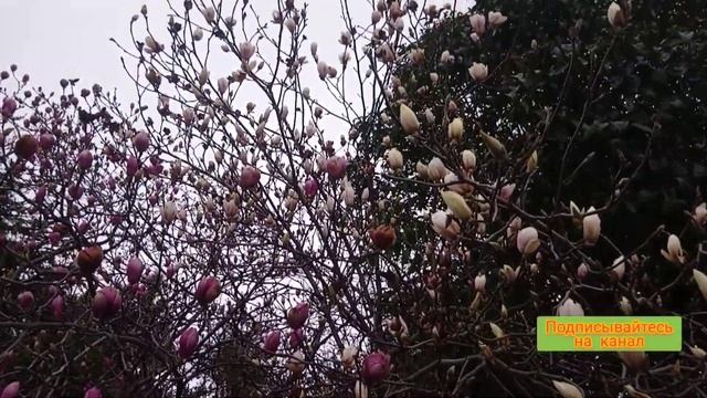 ШАРИК и магнолия СУЛАНЖА. Дворец национальных культур. Лазаревское. Сочи смотреть онлайн