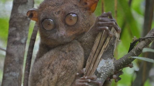 Долгопят-привидение или восточный долгопят смотреть онлайн