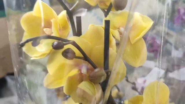 №715/ ЭКСКЛЮЗИВНЫЕ, сортовые ОРХИДЕИ в с/ц РОСТОК