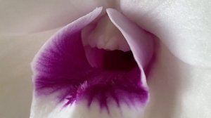 Самая неприхотливая орхидея! Den. Burana Starlet.