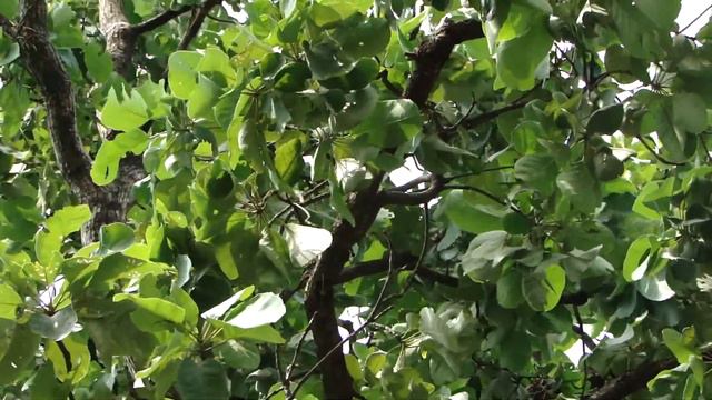 Traditional Ayurveda Formulation For Low Bone Mass- Pankaj Oudhia's Ethnobotanical Surveys-1908