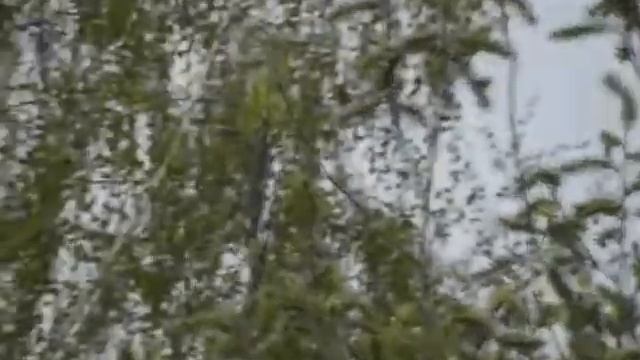 Большая синица. Голос, пение весной смотреть онлайн
