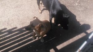 VID_20240905_105205.mp4