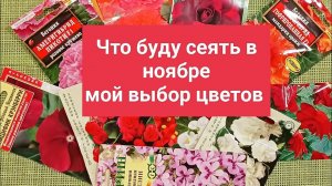ЧТО БУДУ СЕЯТЬ В НОЯБРЕ. МОЙ ВЫБОР ЦВЕТОВ