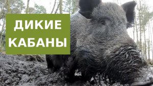 Дикие Кабаны