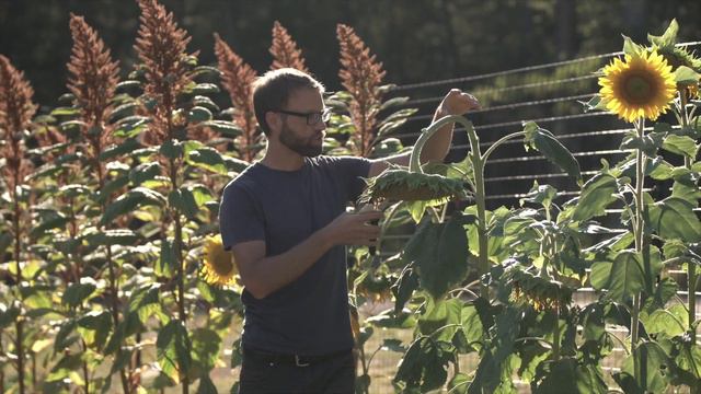 How To Harvest Sunflowers and When? смотреть онлайн
