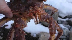 Камчатский краб ловится с берега.