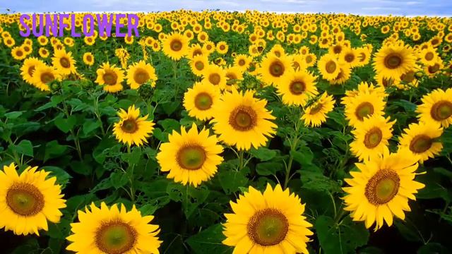 Summer season flower list part - 1 смотреть онлайн