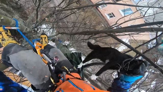 Спасение кота с дерева арбористом. Иваново смотреть онлайн