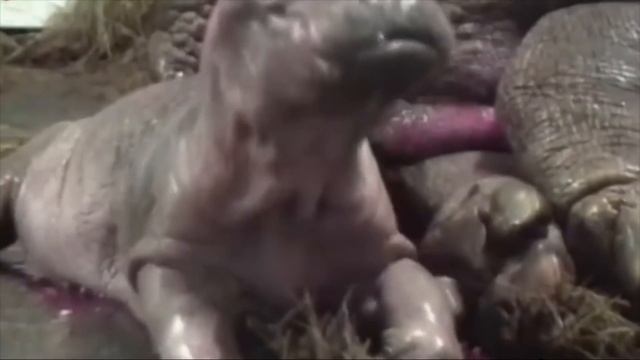 Hippo Giving Birth In The Zoo - Babies Hippo So cute - Animals Giving Birth смотреть онлайн