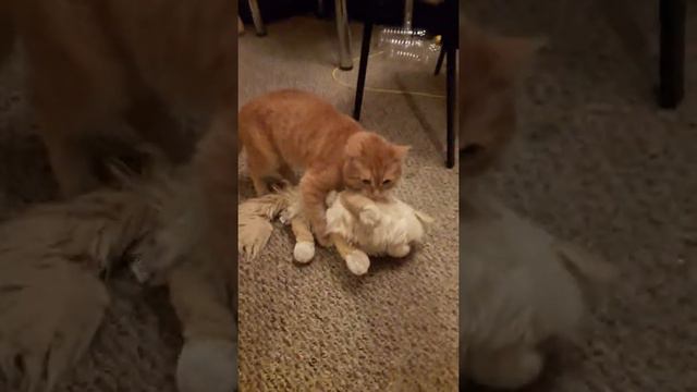 Кота не пускают на улицу смотреть онлайн