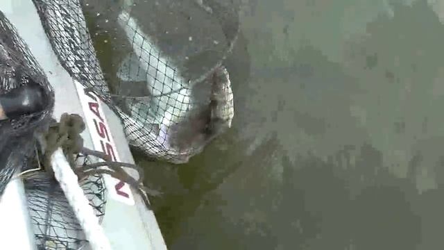 Рыбалка в Астрахани. Ловля судака. смотреть онлайн