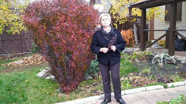 БАРБАРИСЫ В МОЕМ САДУ ? Любимые сорта / Садовый гид смотреть онлайн