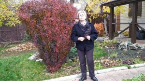 БАРБАРИСЫ В МОЕМ САДУ ? Любимые сорта / Садовый гид