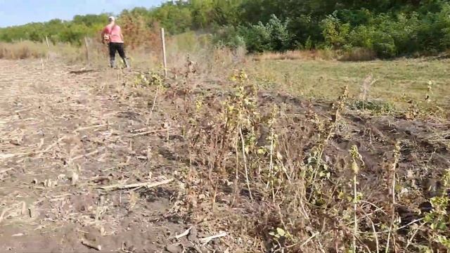 Свиноводство, скот и птица. Електропастух. Продолжаем работать. смотреть онлайн