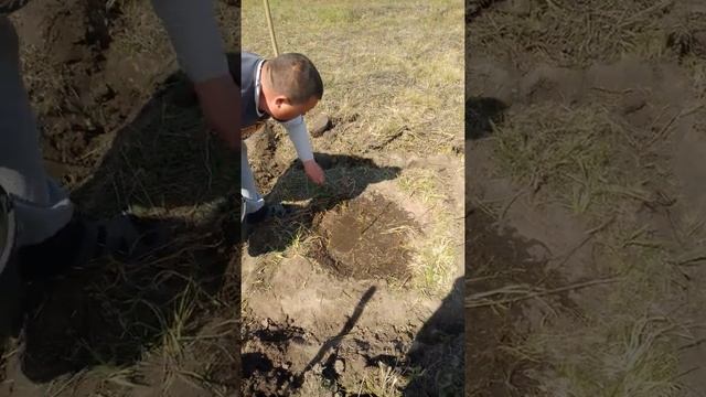 ЭТО НЕВЕРОЯТНО!!! Правильная посадка грецкого ореха ?Заставьте свой ореховый сад работать на Вас!!! смотреть онлайн