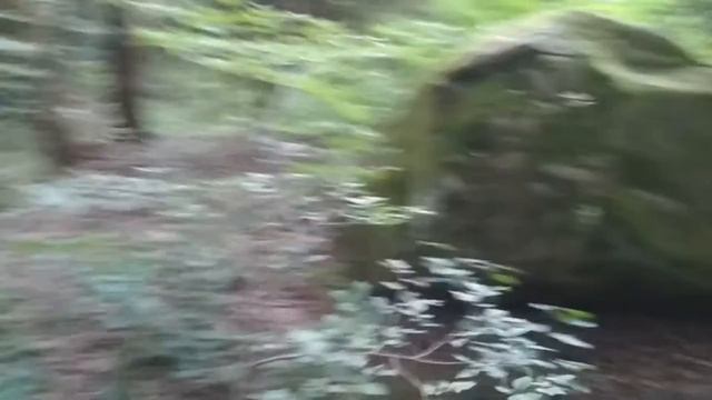 Пение птиц в лесу в Сочи.. смотреть онлайн