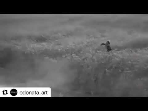 Хореографическая студия ODONATA - Танец «ГОРЮШКО» смотреть онлайн