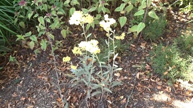 Iberis Sempervirens Var. Pink Ice (iberka Vždyzelená)