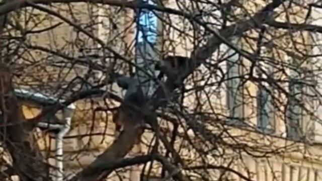 Эти Животные Связались Не с Теми Птицами!!! Редкие Сражения Животных , Снятые на Камеру! смотреть онлайн