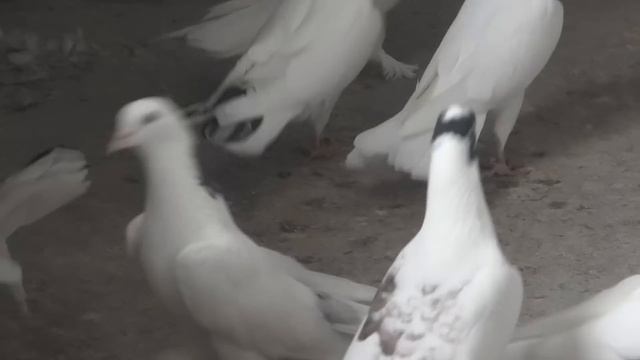 Широкохвостые голуби Александра Черного Краснодаре! смотреть онлайн