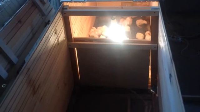 Брудер своими руками для Цыплят Бройлеров Росс308 смотреть онлайн
