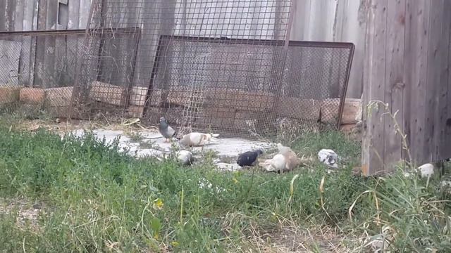 Молодым голубеводам: Моя история 40 лет назад.Как я стал голубеводом. смотреть онлайн