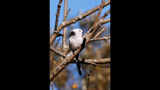 Птицы нашего края. смотреть онлайн