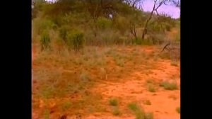 Львы людоеды  Пустыни и саванны Кения