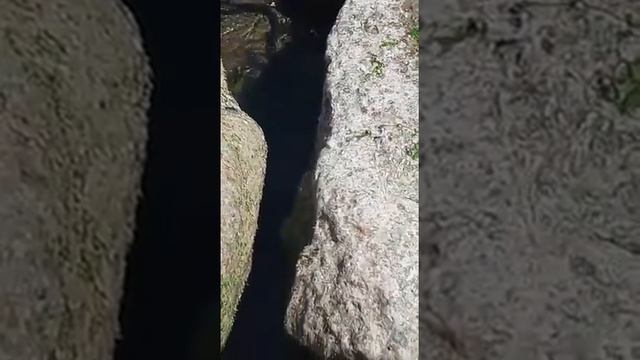 Змеи в воде смотреть онлайн