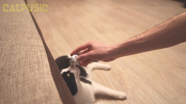 CAT thinks he is a DOG смотреть онлайн