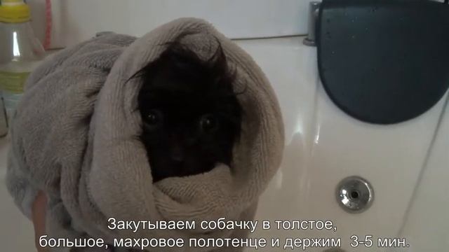 Моем щенка шпица смотреть онлайн