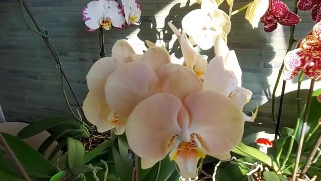 Орхидея сушит бутоны?? Цветы?? Соблюдаем режим! смотреть онлайн