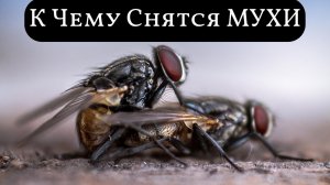 К чему снятся МУХИ или видеть во сне МУХ | Толкование снов | Сонник Sk1.online