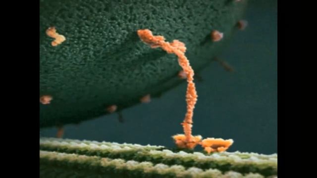 Так выглядит счастье - молекула белка тащит Эндорфин смотреть онлайн