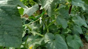 Огурец МЕРЕНГА F1?. Посади этот гибрид и всегда будешь с УРОЖАЕМ.