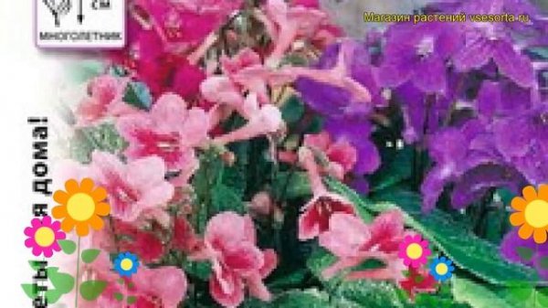 Стрептокарпус обыкновенный. Краткий обзор, описание характеристик, где купить семена streptocarpus