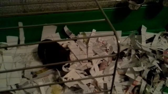 Морские свинки разговаривают. смотреть онлайн