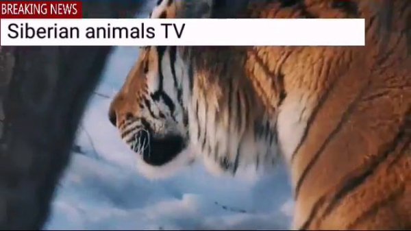 Siberian (amur) tiger сибирский (амурский) тигр