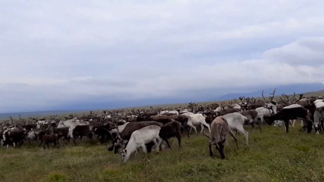 Стадо северных домашних оленей пасётся на пастбище / Herd of reindeer grazing in the pasture смотреть онлайн